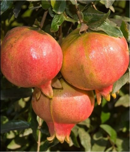Ambrosia Pomegranate Grafted Fruit Plant – High Yielding Sweet Juicy Anar Tree Variety