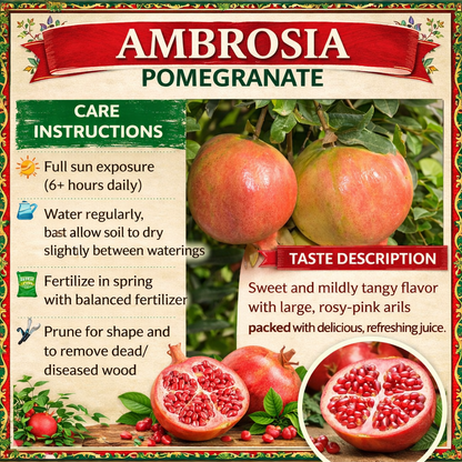 Ambrosia Pomegranate Grafted Fruit Plant – High Yielding Sweet Juicy Anar Tree Variety