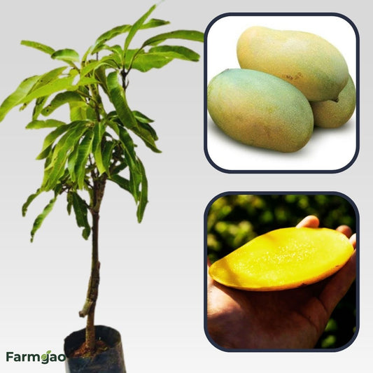 Amrapali Mango Aam Grafted Healthy Fruit Plant