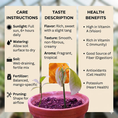 Amrapali Mango Aam Grafted Healthy Fruit Plant