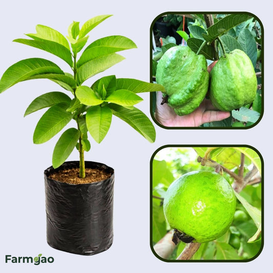 Andean White Guava Air Layered Healthy Fruit Plant