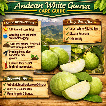 Andean White Guava Air Layered Healthy Fruit Plant