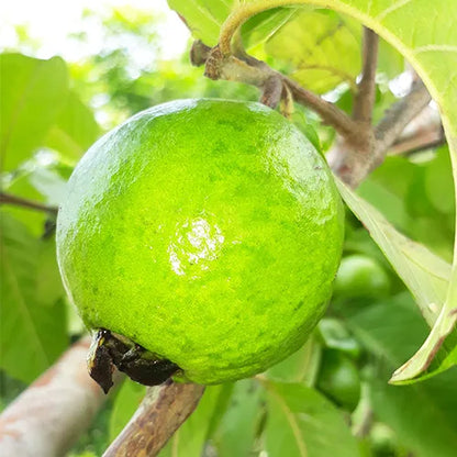 Andean White Guava Air Layered Healthy Fruit Plant