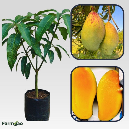 Anderson Mango Aam Grafted Healthy Fruit Plant