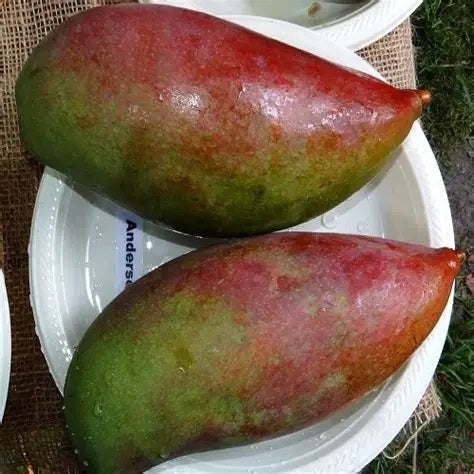 Anderson Mango Aam Grafted Healthy Fruit Plant