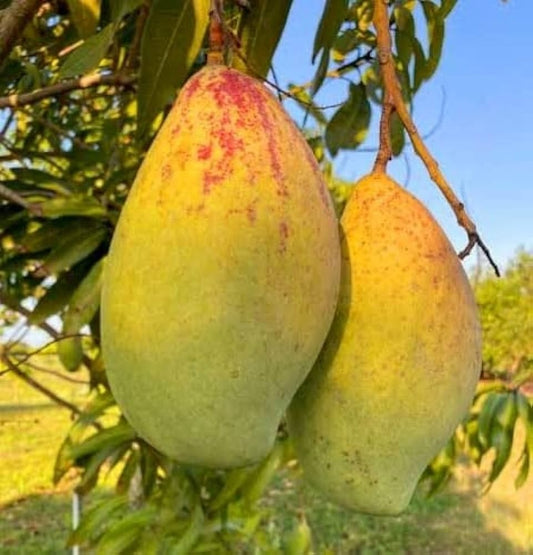 Anderson Mango Aam Grafted Healthy Fruit Plant