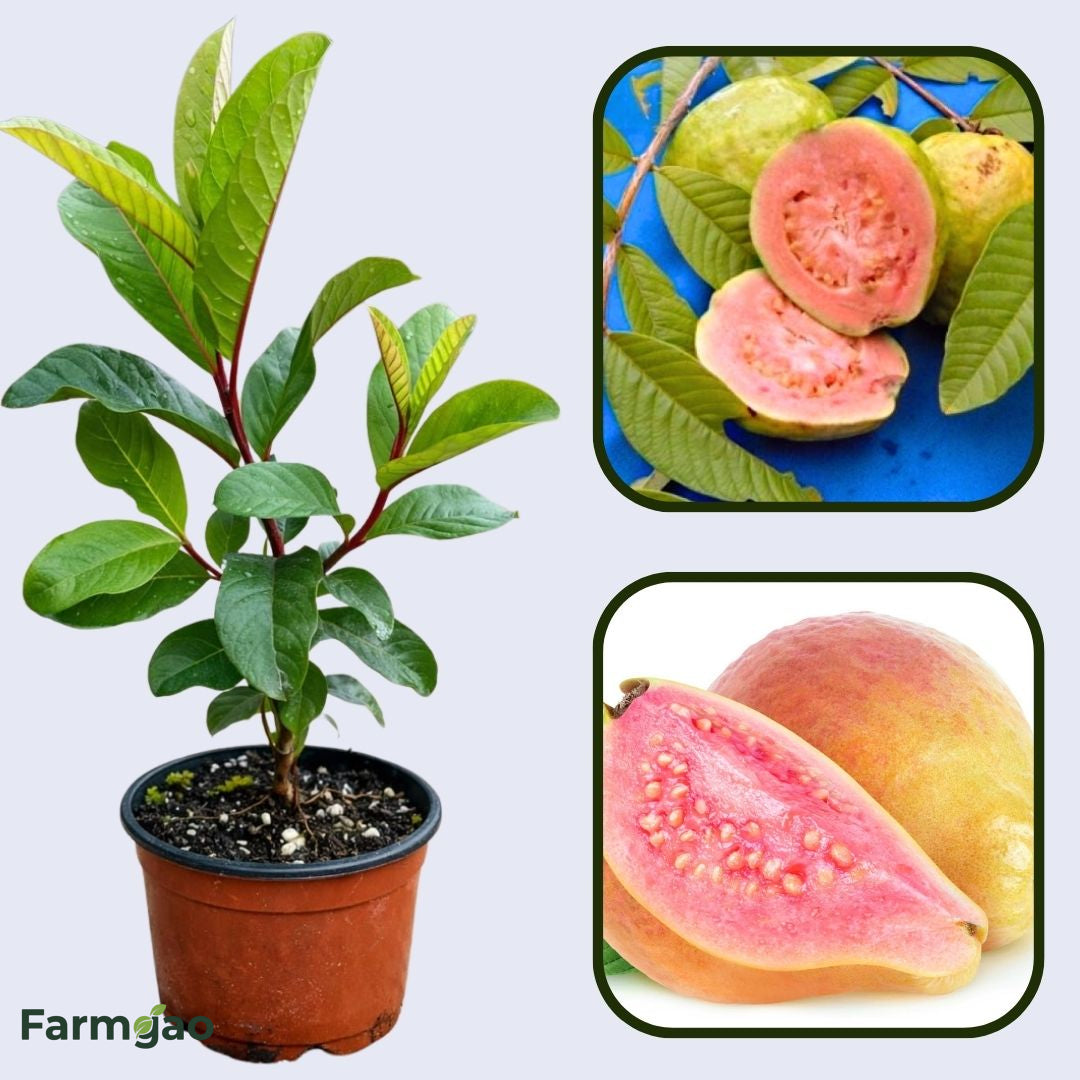 Andes Pink Guava Air Layered Healthy Fruit Plant