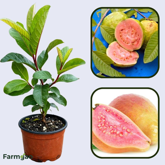Andes Pink Guava Air Layered Healthy Fruit Plant