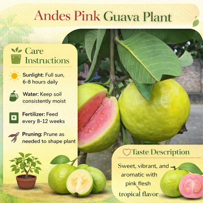 Andes Pink Guava Air Layered Healthy Fruit Plant