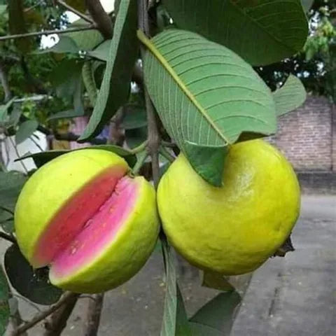 Andes Pink Guava Air Layered Healthy Fruit Plant