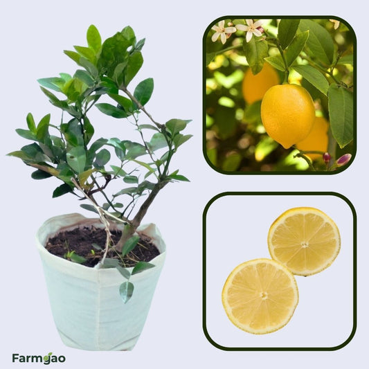 Andhra Lemon Local Plant Live Nimbu Tree Kagzi Lemon Citrus Limon Fruit Plant