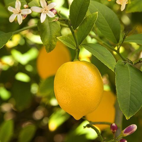 Andhra Lemon Local Plant Live Nimbu Tree Kagzi Lemon Citrus Limon Fruit Plant