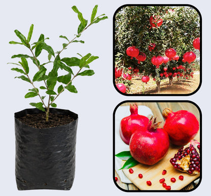 Angel Red Pomegranate Grafted Fruit Plant – High Yielding Sweet Juicy Anar Tree Variety