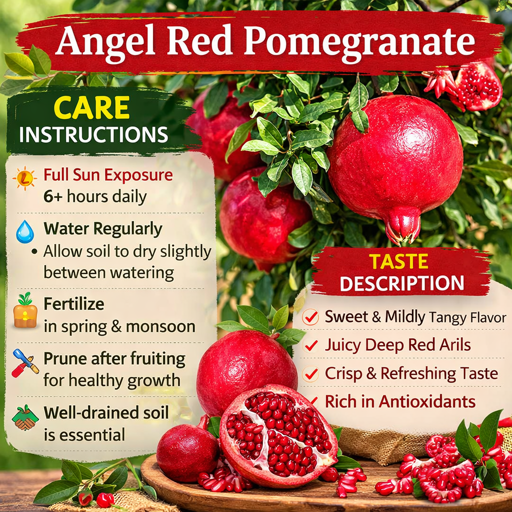 Angel Red Pomegranate Grafted Fruit Plant – High Yielding Sweet Juicy Anar Tree Variety