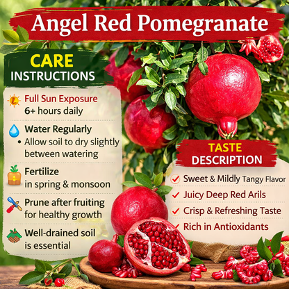 Angel Red Pomegranate Grafted Fruit Plant – High Yielding Sweet Juicy Anar Tree Variety