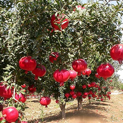 Angel Red Pomegranate Grafted Fruit Plant – High Yielding Sweet Juicy Anar Tree Variety