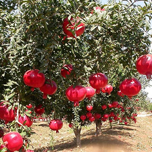 Angel Red Pomegranate Grafted Fruit Plant – High Yielding Sweet Juicy Anar Tree Variety