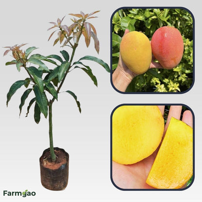 Angie Mango Aam Grafted Healthy Fruit Plant