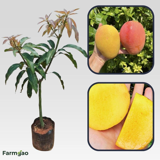 Angie Mango Aam Grafted Healthy Fruit Plant