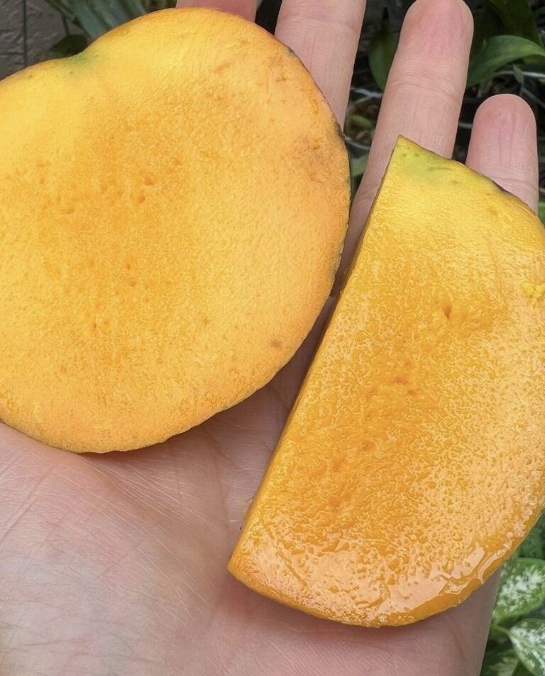 Angie Mango Aam Grafted Healthy Fruit Plant