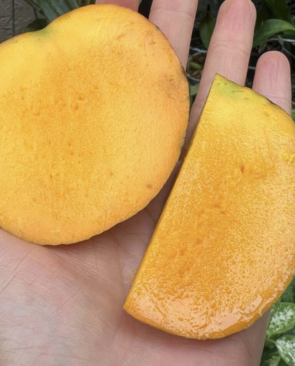 Angie Mango Aam Grafted Healthy Fruit Plant