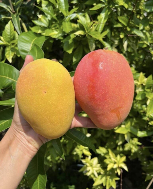Angie Mango Aam Grafted Healthy Fruit Plant