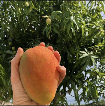 Angie Mango Aam Grafted Healthy Fruit Plant