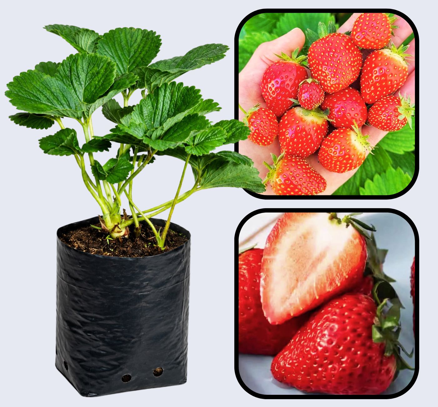 Annapolis Strawberry Healthy Sweet Home Garden Kitchen Garden Terrace Balcony Fruit Plant