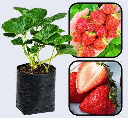 Annapolis Strawberry Healthy Sweet Home Garden Kitchen Garden Terrace Balcony Fruit Plant