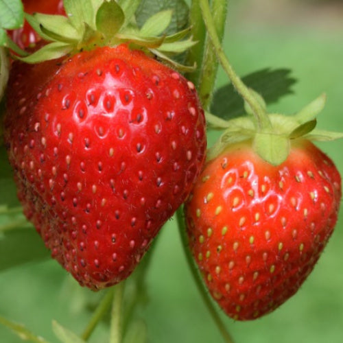 Annapolis Strawberry Healthy Sweet Home Garden Kitchen Garden Terrace Balcony Fruit Plant