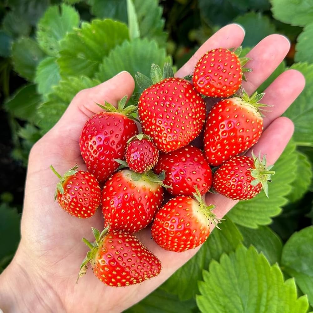 Annapolis Strawberry Healthy Sweet Home Garden Kitchen Garden Terrace Balcony Fruit Plant