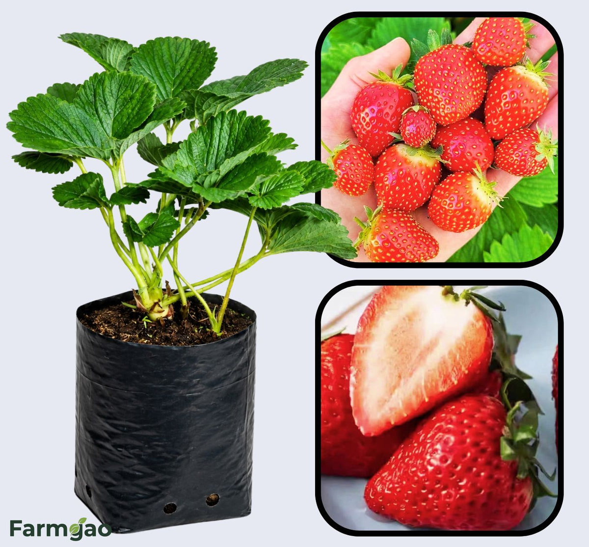 Annapolis Strawberry Healthy Sweet Home Garden Kitchen Garden Terrace Balcony Fruit Plant