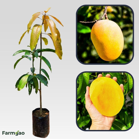 Anwar Ratol Mango Aam Grafted Healthy Fruit Plant