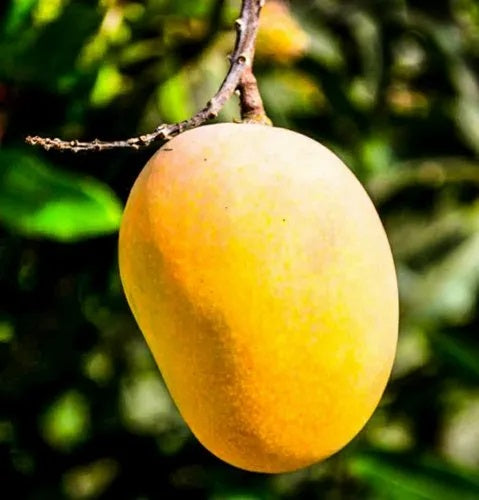 Anwar Ratol Mango Aam Grafted Healthy Fruit Plant
