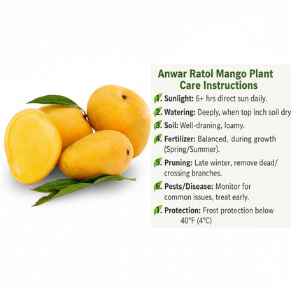 Anwar Ratol Mango Aam Grafted Healthy Fruit Plant