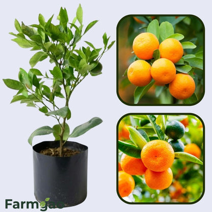 Aoshima Satsuma Orange Grafted Healthy Fruit Plant