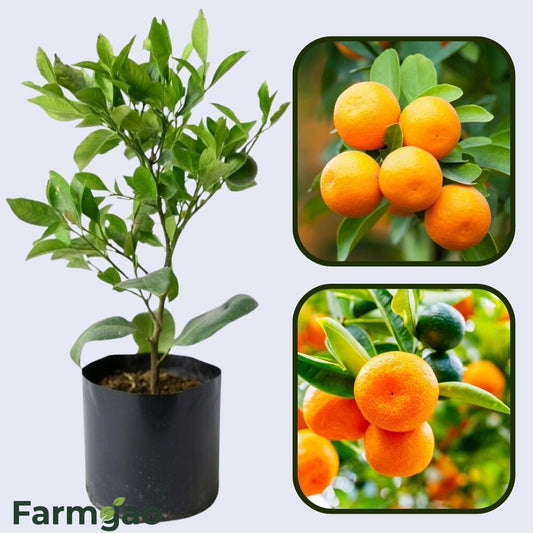 Aoshima Satsuma Orange Grafted Healthy Fruit Plant