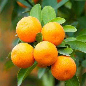 Aoshima Satsuma Orange Grafted Healthy Fruit Plant