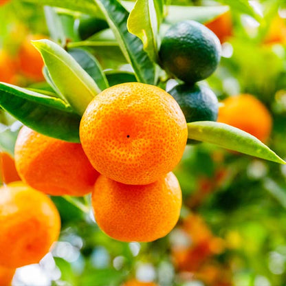 Aoshima Satsuma Orange Grafted Healthy Fruit Plant