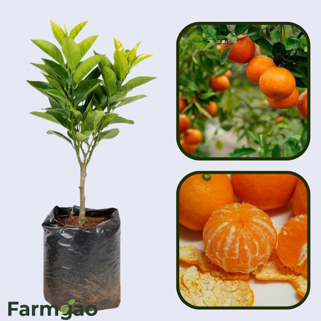 Aoshima Sweet Orange Grafted Healthy Fruit Plant