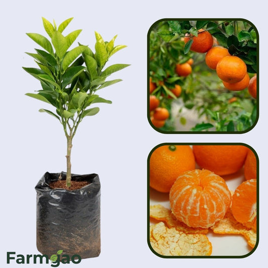 Aoshima Sweet Orange Grafted Healthy Fruit Plant