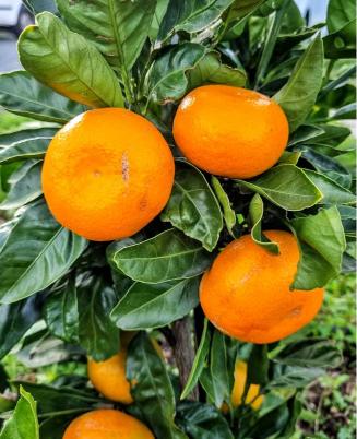 Aoshima Sweet Orange Grafted Healthy Fruit Plant