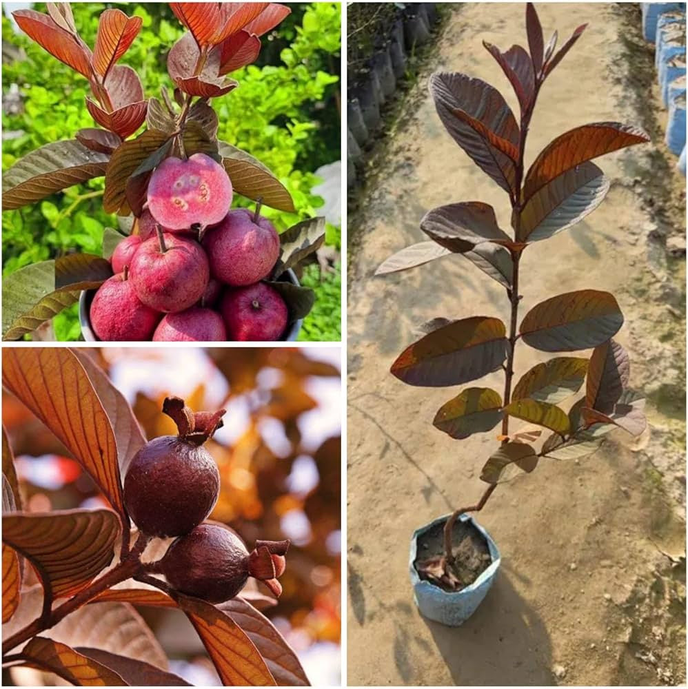 Apple Guava Air Layered Healthy Fruit Plant
