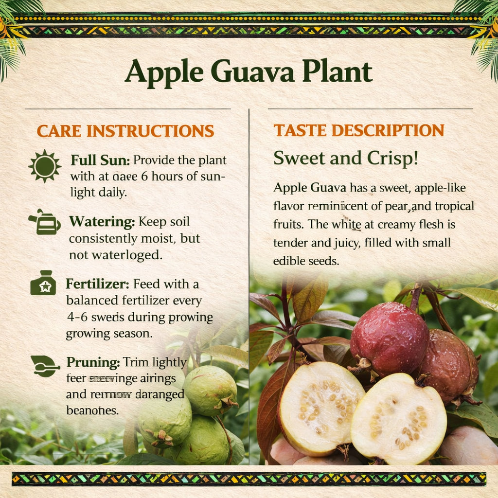 Apple Guava Air Layered Healthy Fruit Plant