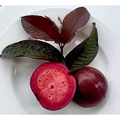 Apple Guava Air Layered Healthy Fruit Plant