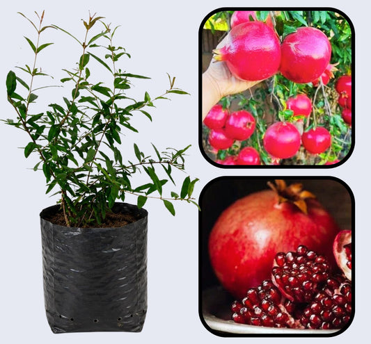 Arakta Pomegranate Grafted Fruit Plant – High Yielding Sweet Juicy Anar Tree Variety