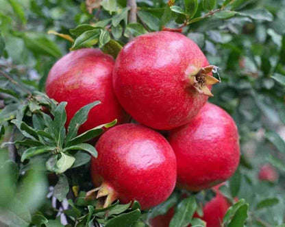 Arakta Pomegranate Grafted Fruit Plant – High Yielding Sweet Juicy Anar Tree Variety