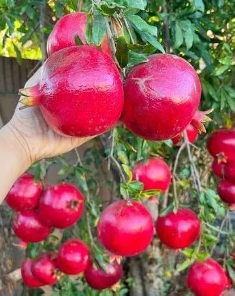 Arakta Pomegranate Grafted Fruit Plant – High Yielding Sweet Juicy Anar Tree Variety