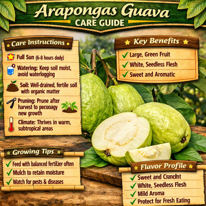 Arapongas Guava Air Layered Healthy Fruit Plant