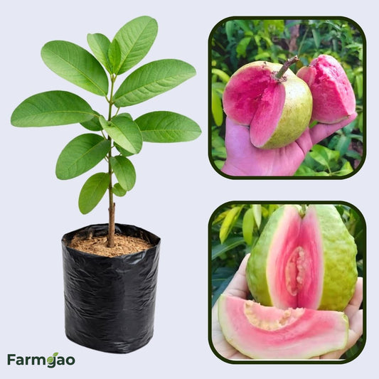 Argentine Pink Guava Air Layered Healthy Fruit Plant